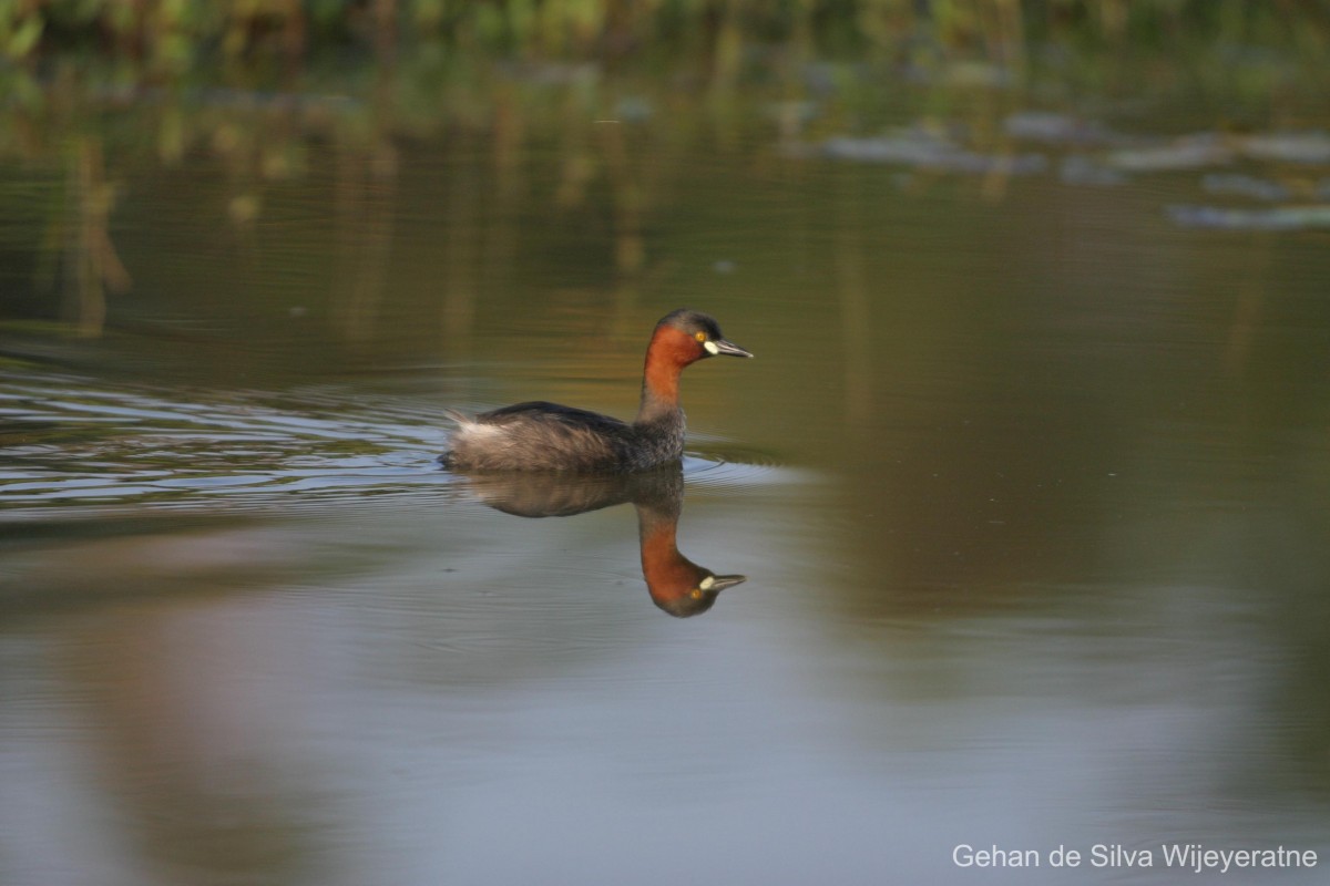 Podicipedidae